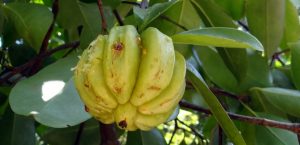 Leia mais sobre o artigo Garcinia cambogia – Os benefícios para saúde