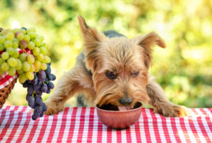 Leia mais sobre o artigo Nutrição para cães: nutrientes essenciais para a saúde e noções básicas de alimentação