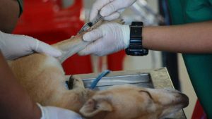 Leia mais sobre o artigo 6 dicas para acalmar seu pet durante uma consulta veterinária