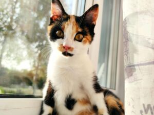 Leia mais sobre o artigo Como garantir liberdade e conforto para pets em lares pequenos